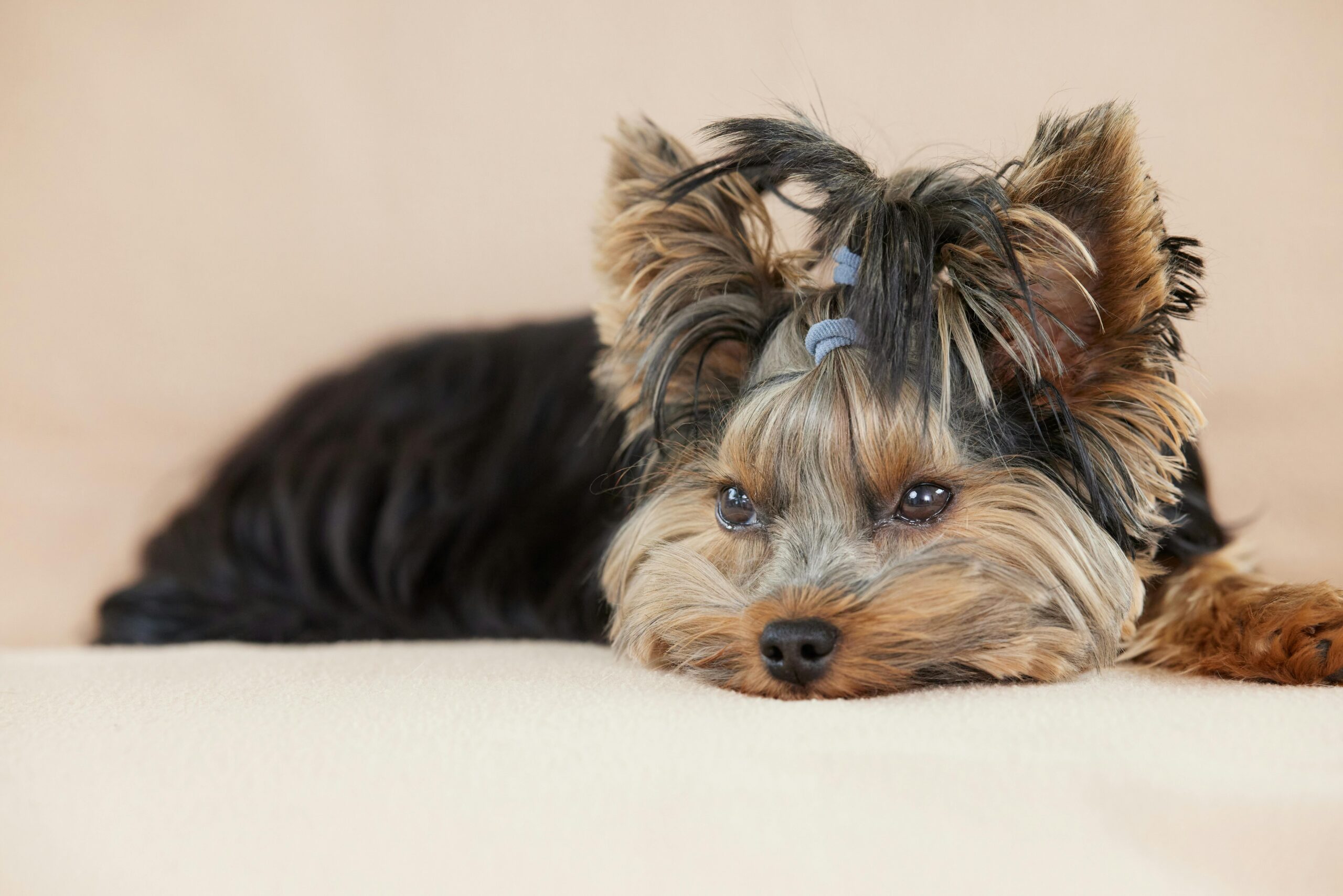 A charming Yorkshire Terrier puppy with a blue topknot rests its head on a soft surface. This adorable, long-haired dog looks toward the camera with soulful, expressive eyes.